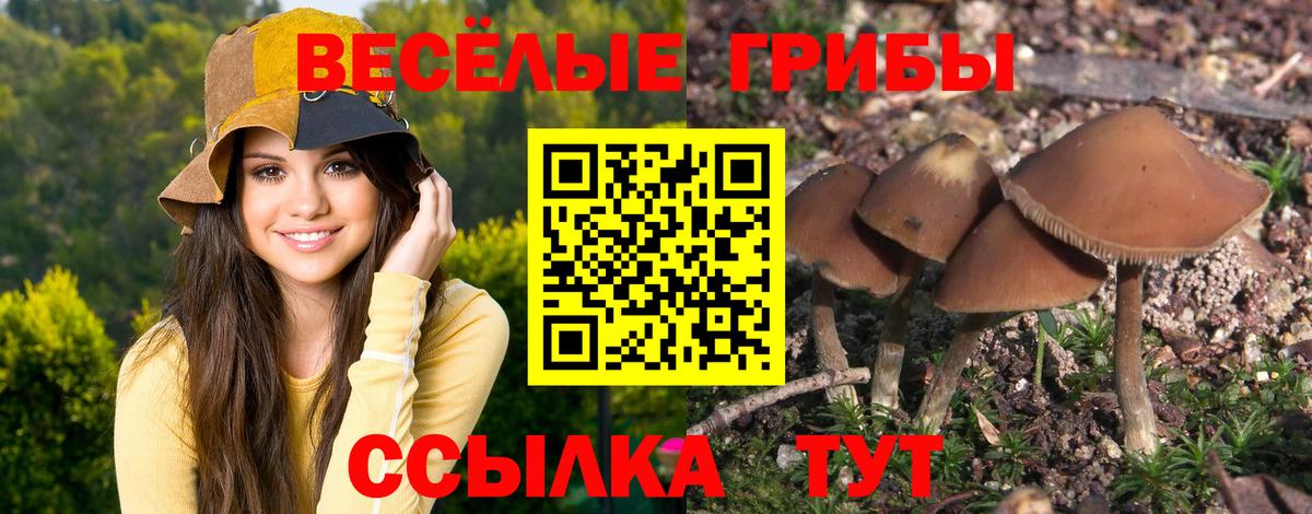 Псилоцибиновые грибы прущие грибы Тимашёвск